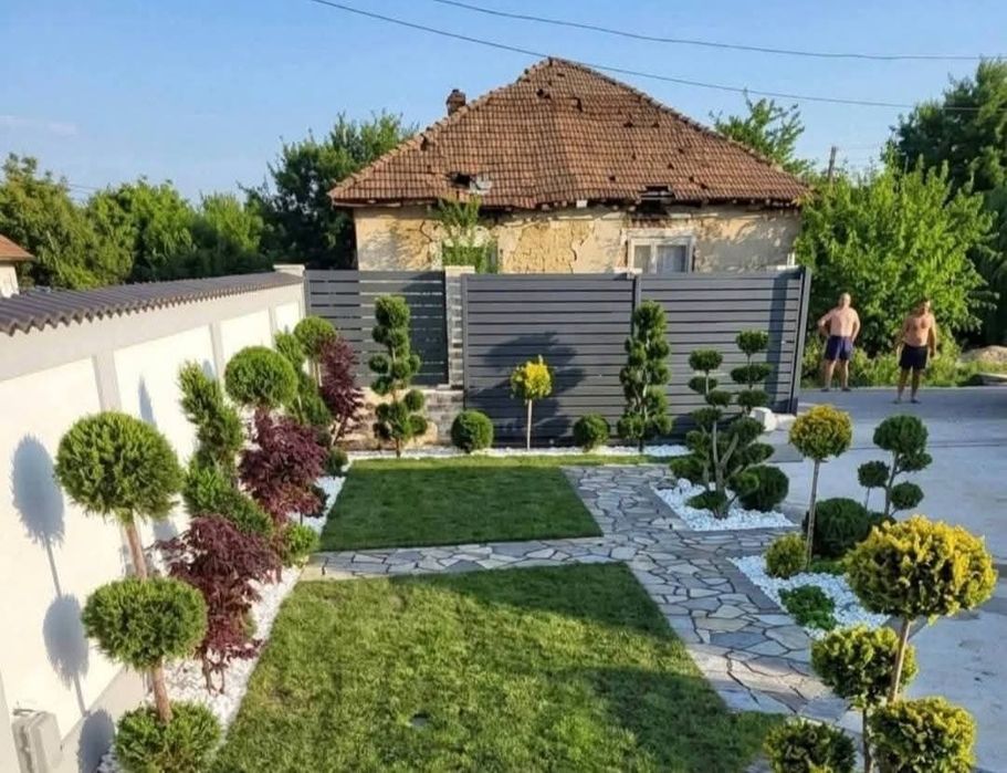 Vindem plante ornamentale copaci ornamentali prețuri acesibile transport gratuit ne deplasam în toată țara