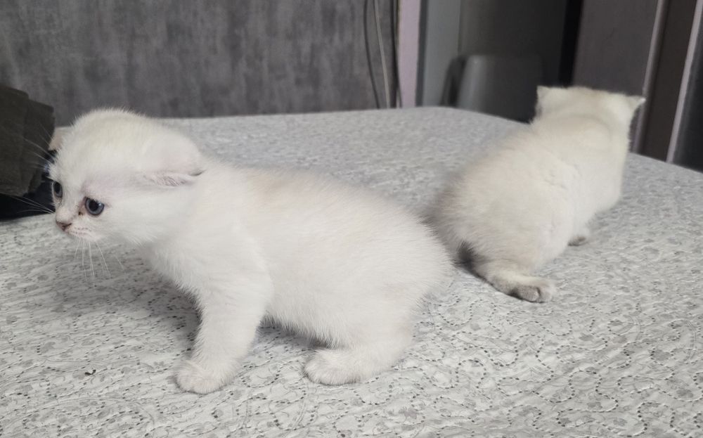 Британски, Шотландски котенца
