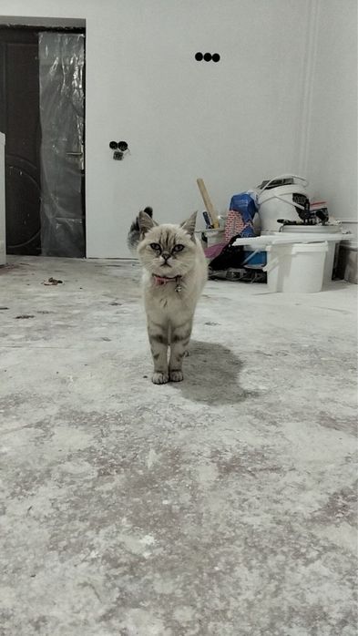 British Shorthair