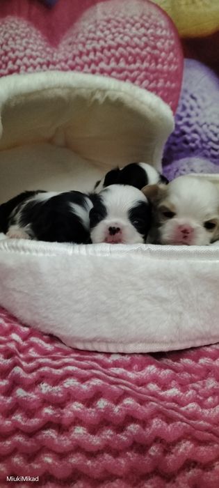 Щенки японского хина.