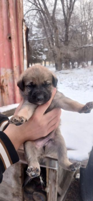 Отдам за бесплатно щенков