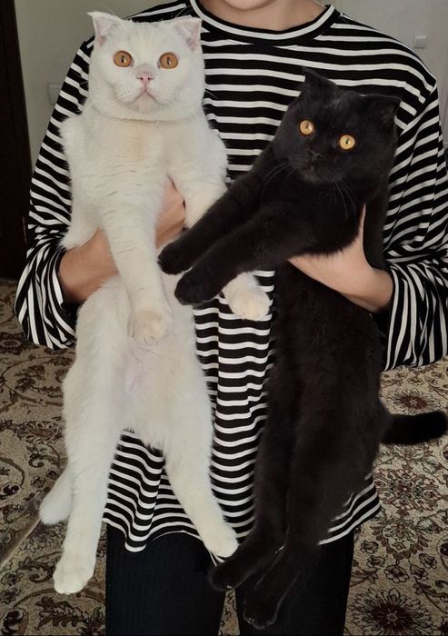 Mushuklar sotiladi. Zoti : Scottish fold Yoshi : 9 oylik qarshi shahri