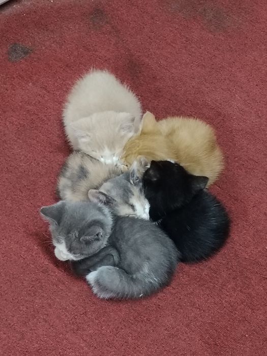 Котята бесплатно