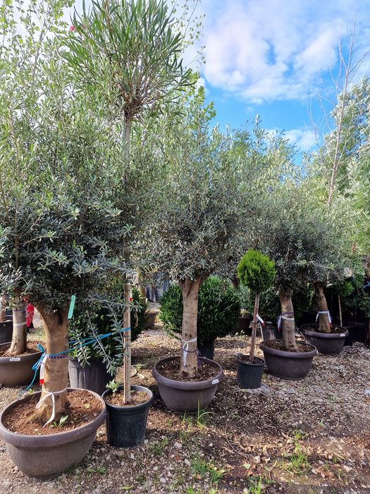 Cedru, bambus, leandru, maslin, palmieri,copaci, plante ornamentale