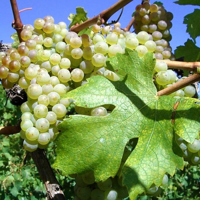 Strugur de vin fetească neagră livram la domiciliu