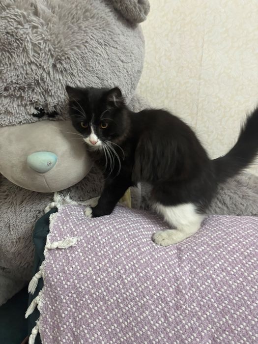 Котенок в добрые руки