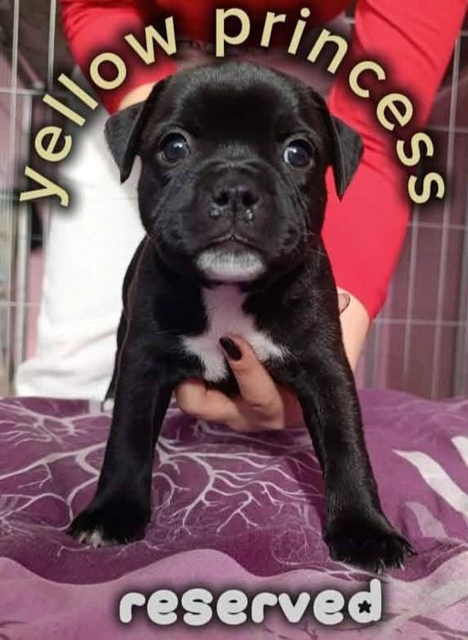 Стафордшир бул териер