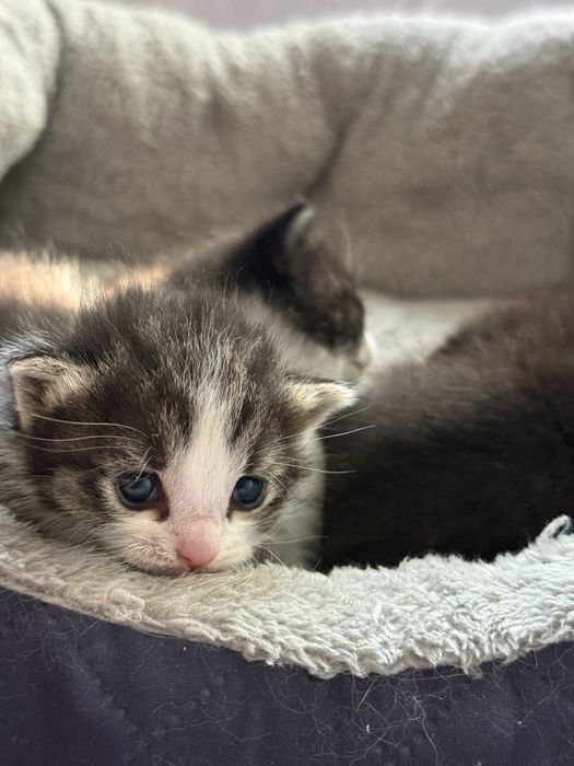 Котята ласковые  в добрые руки