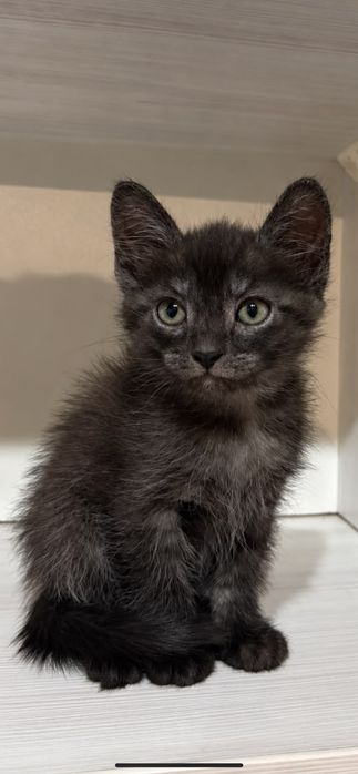 Отдам даром красивых котят