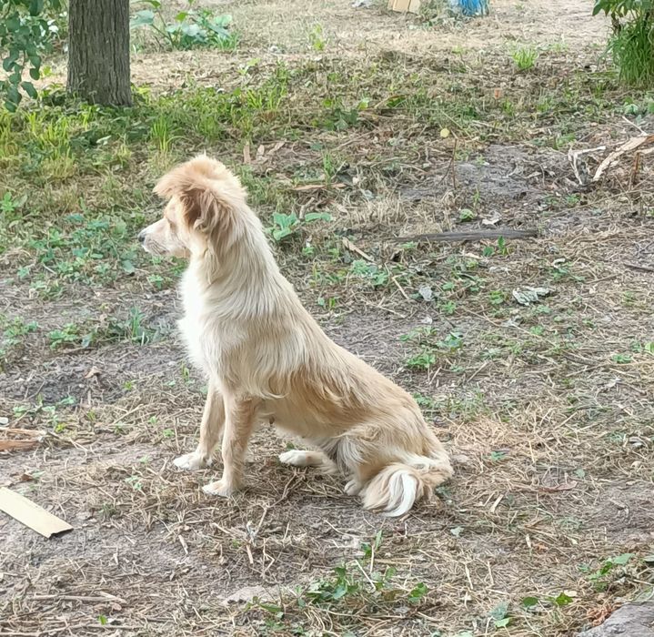 Белка ищет дом и любящее сердце