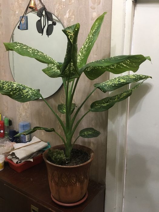 Продам Дефинбахию