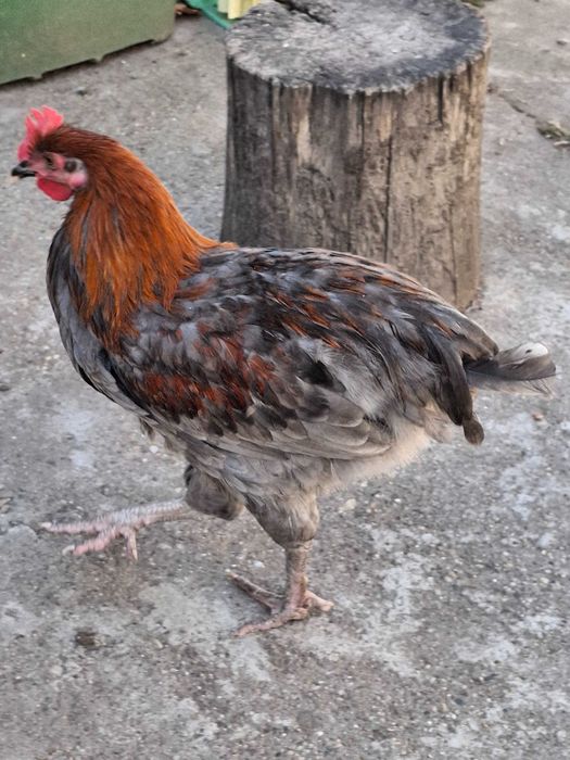 Pui tineret de rasa si rasa mixta