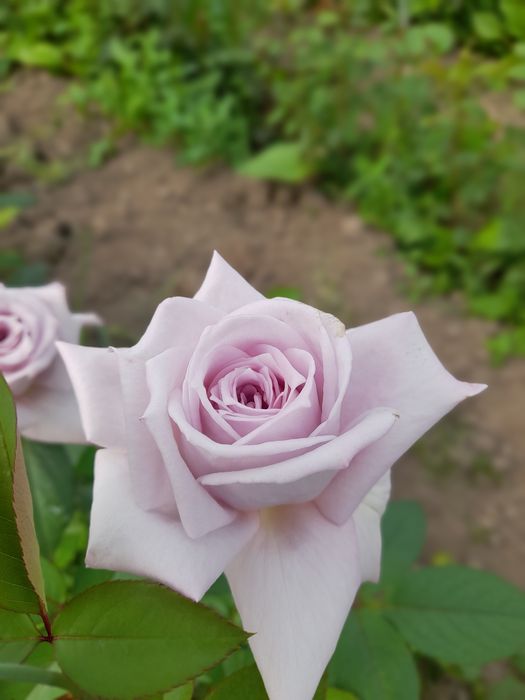 Саженцы розы Сортовые