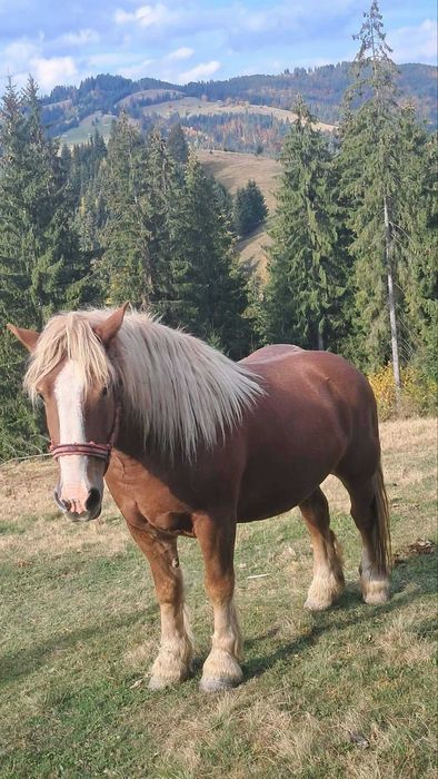 iapa semigrea de vânzare