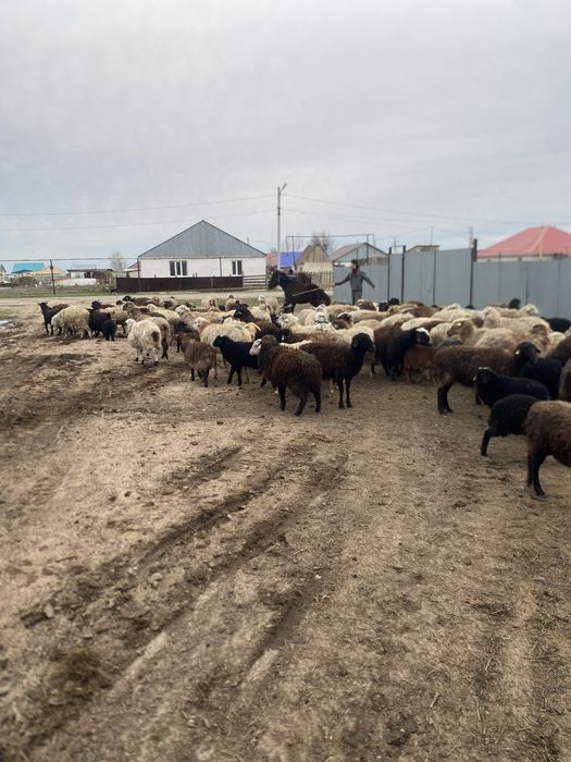 Козылы койлар сатылады