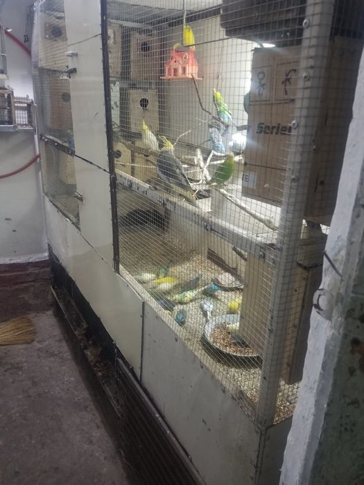 Продаю волнистых попугай есть маладньяк и взрослые