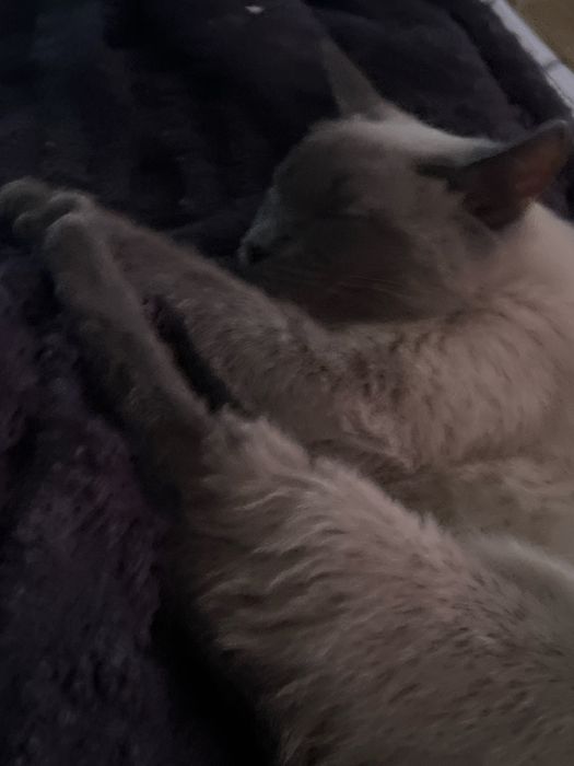 Вязка кошки ждет кота