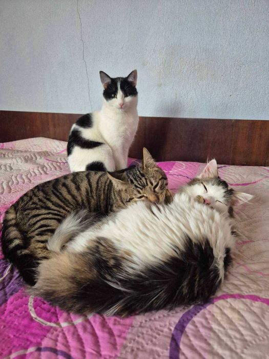 8-месечният Стрипи търси дом!