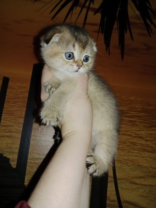 Алиментный котёнок