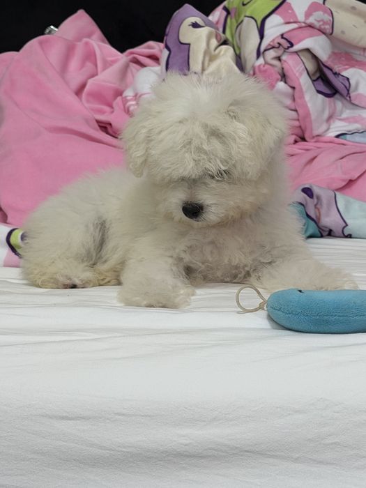 Bichon Frise de vânzare