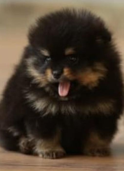 Шпиц щенки миники