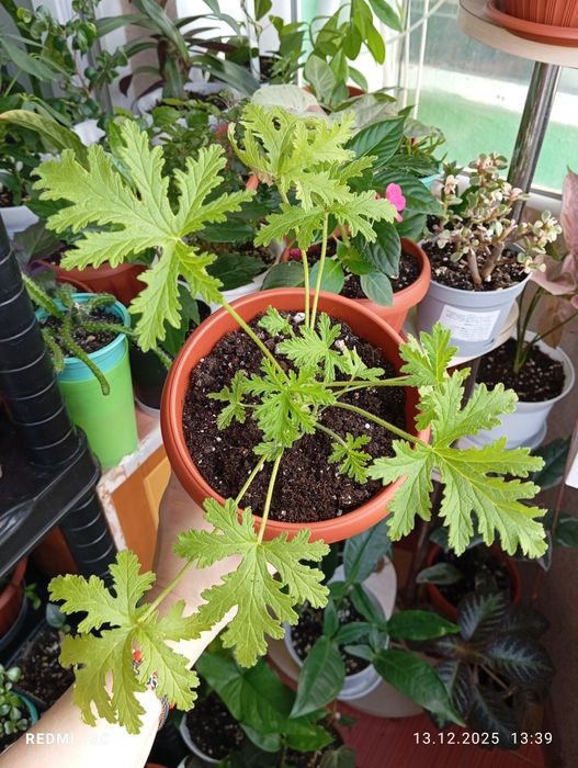 Растения разных сортов