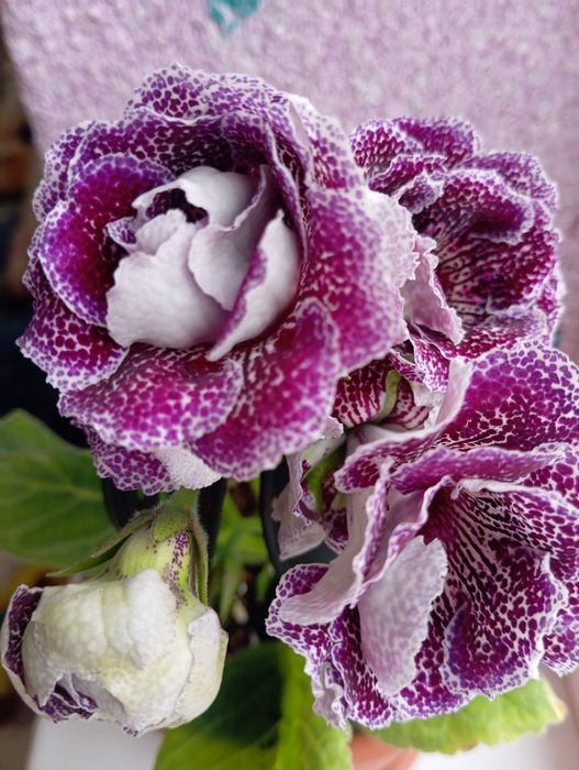 Сортовая махровая глоксиния