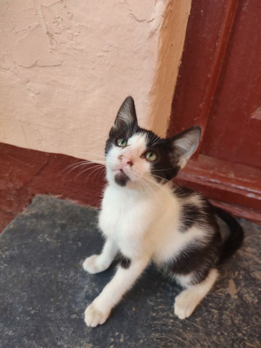 Dau spre adopție pui de pisică