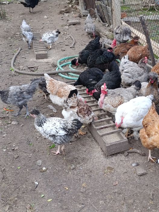 Яйца за люпене от светъл съсекс, голошийки и качулати