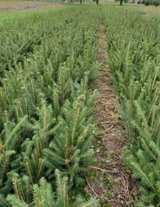 comercializăm puieți de salcâm pentru împădurirea terenurilor degradat