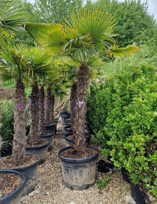 Palmieri rezistenti la frig pretul este in functie de inaltime