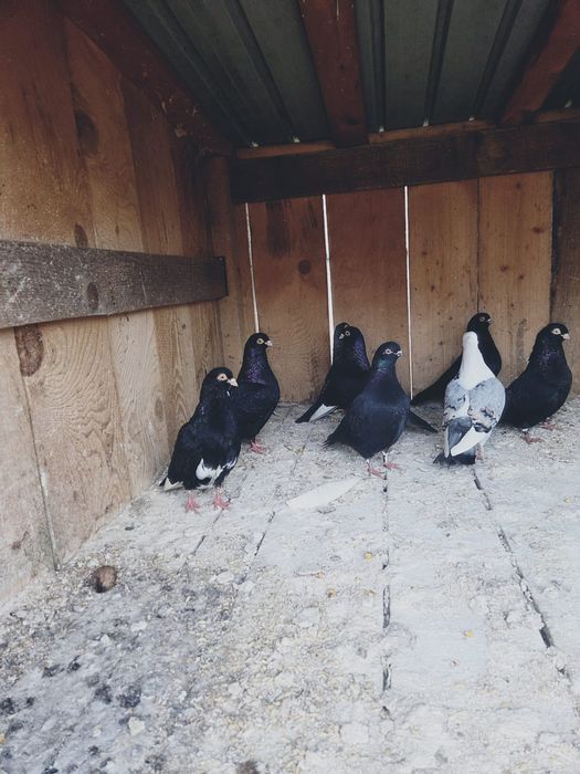 De vånzare porumbei