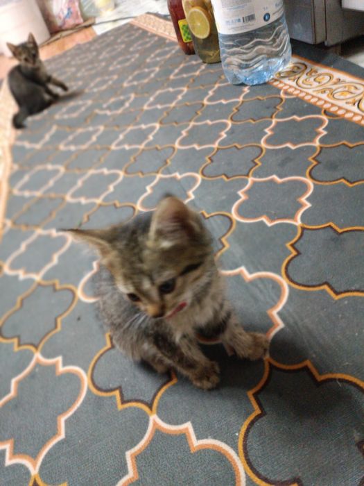 Отдам котят в добрые руки