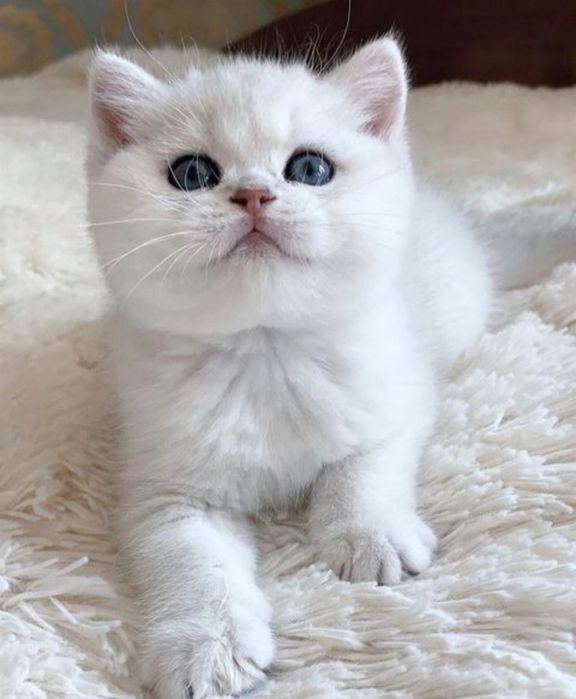 Tozza paroda shinshilla serebrenniy
2 oylik sotiladi 
Rasa shirincha y