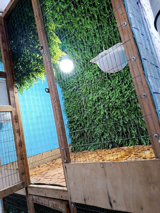 Qafas valer sotiladi