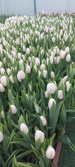 Тюльпаны оптом и в розницу