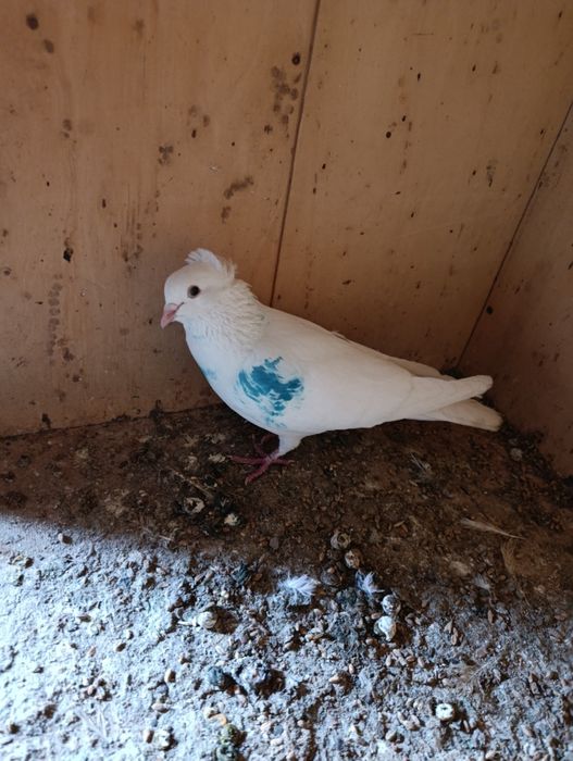 Голубь чубатый лет есть