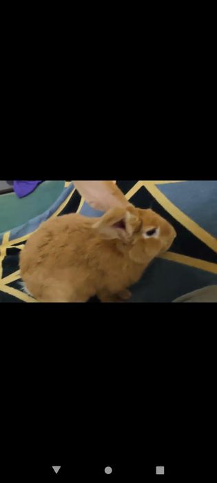 Кролик Бургундский мальчик