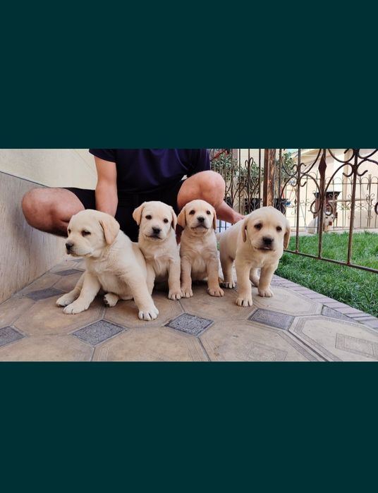 Продаются щенки лабрадора