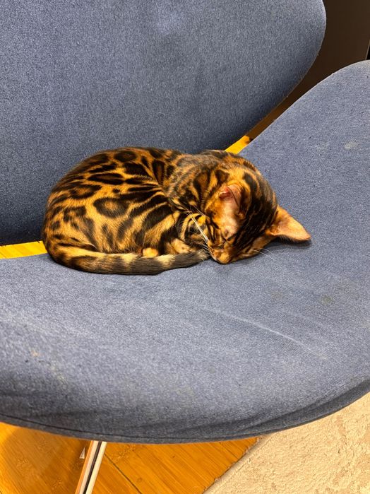 Бенгальский котёнок