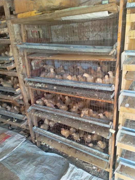 Клетки для перепелов