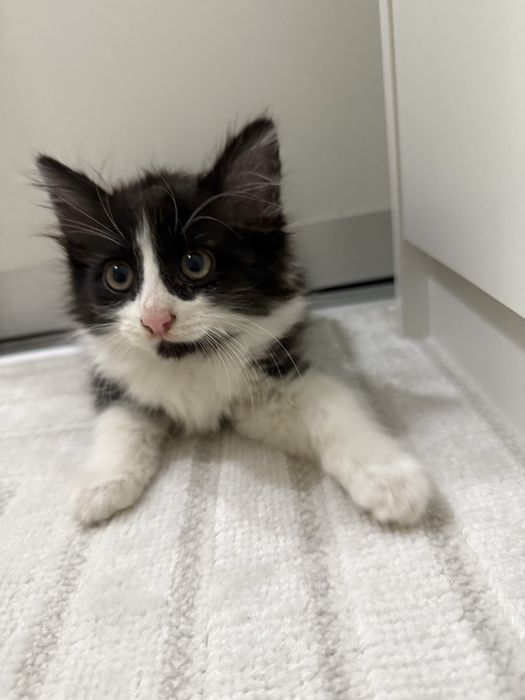 Отдам котенка в добрые руки!