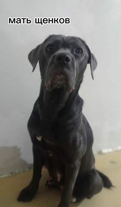 щенки Кане Корсо