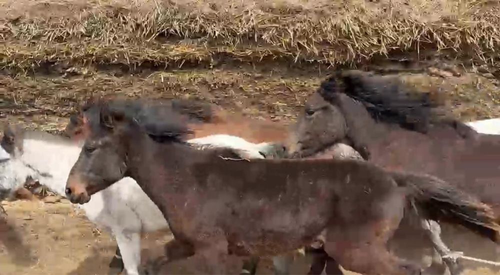 29 бас тай сатылады