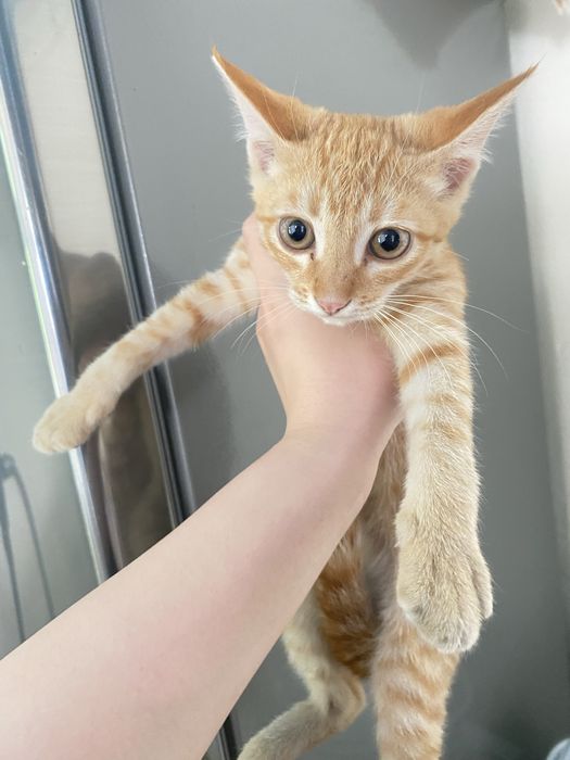 Котята в хорошие руки
