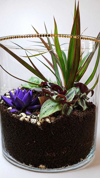 Terariu plante - decor natural deosebit