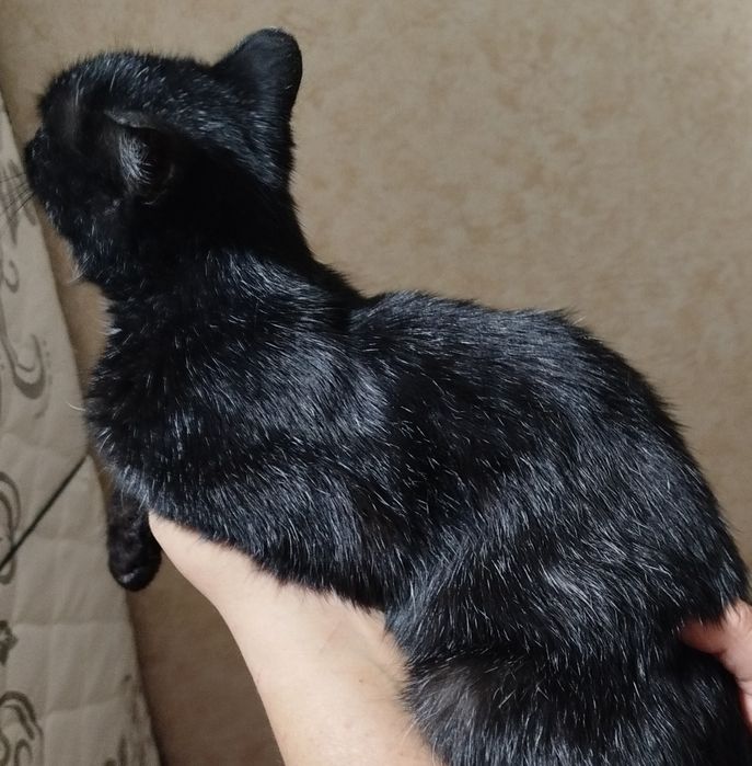 Кошечка ищет дом с необычным окрасом
