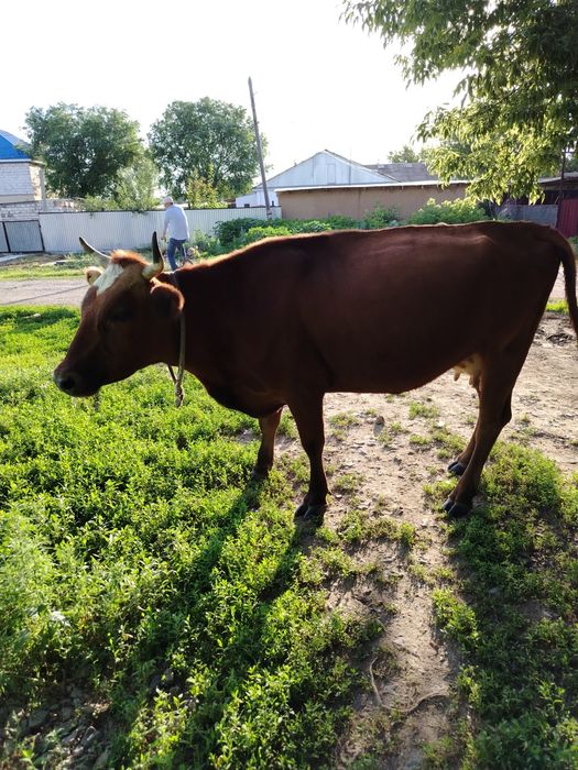 Продам дойную корову