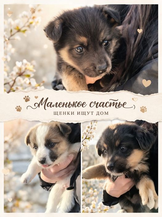 Щенки  2 месяца мальчики