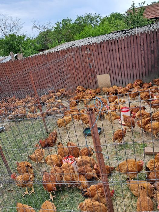 Cocoși și gaini de tara